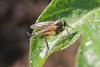 Rhagio tringarius